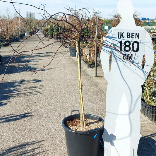 halfstamboom, kroondiameter 80-100cm, pot 50 liter