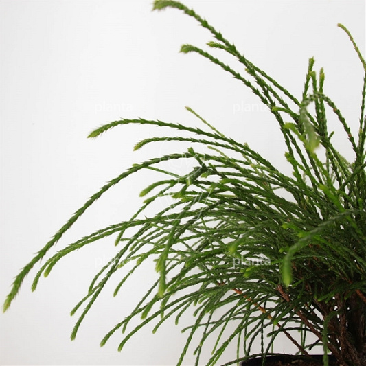 Thuja plicata 'Whipcord'