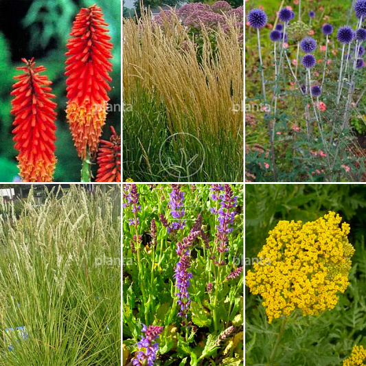 24 planten voor ongeveer 3 m2