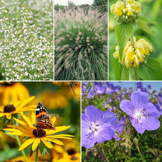 24 planten voor ongeveer 3 m2