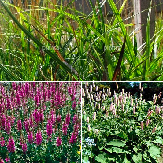 24 planten voor ongeveer 3 m2