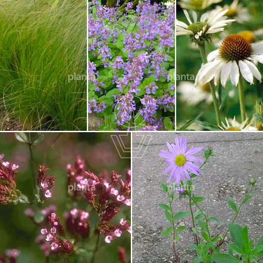 24 planten voor ongeveer 3 m2