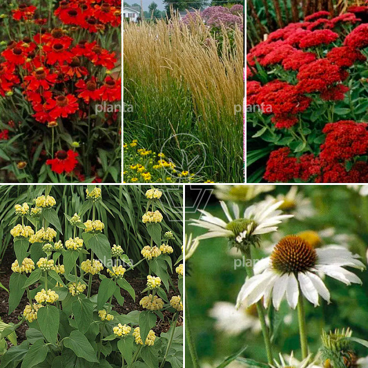 24 planten voor ongeveer 3 m2