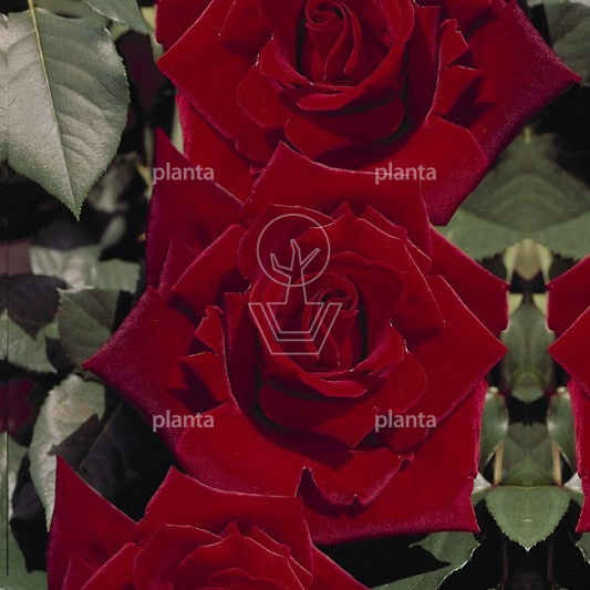 Rosa (T) 'Ingrid Bergman'