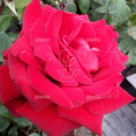 Rosa (T) 'Ingrid Bergman'