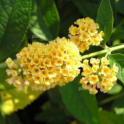 Buddleja weyeriana 'Sungold'