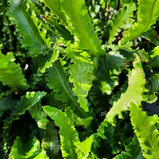 Asplenium scolopendrium 'Angustatum'