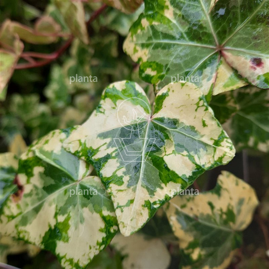 Hedera helix 'Golden Kolibri'