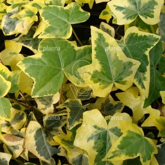 Hedera helix 'Yellow Ripple'
