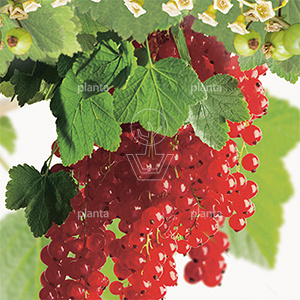 Ribes rubrum 'Rolan'