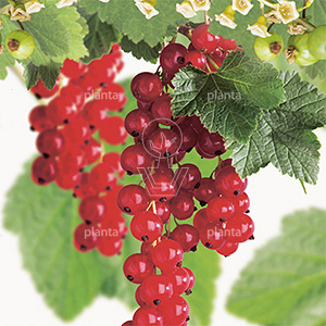 Ribes rubrum 'Rovada'