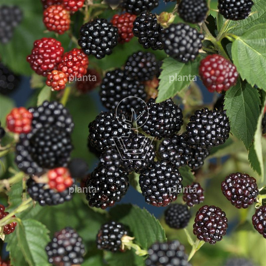 Rubus fruticosus 'Black Satin'