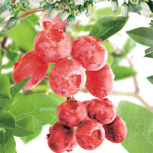Vaccinium corymbosum 'Pink Lemonade'