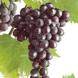 Vitis Vinifera 'Heike'