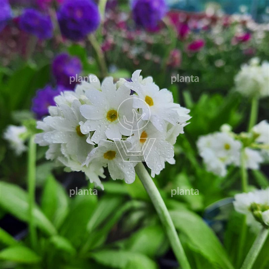 Primula denticulata 'Alba'