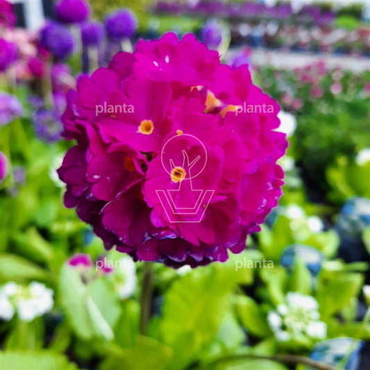 Primula denticulata 'Rubin'