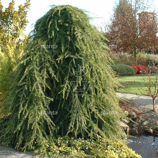 Cedrus deodara 'Pendula'