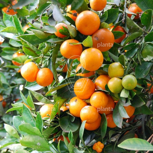 Citrus calamondin