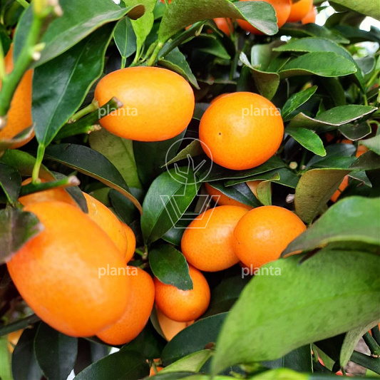 Citrus kumquat