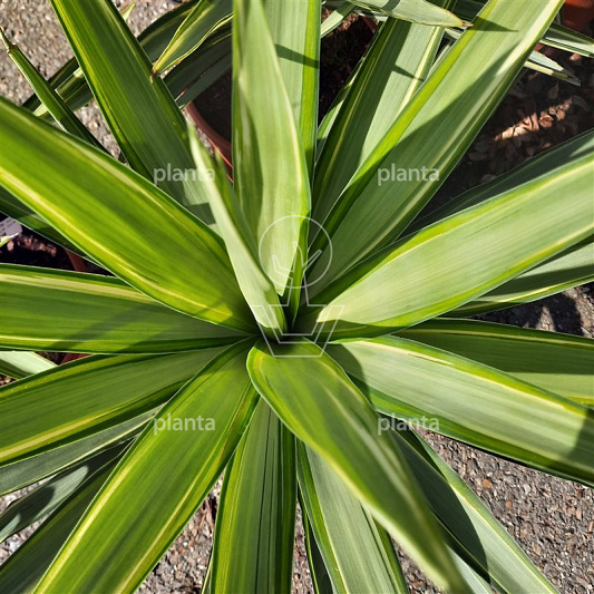 Yucca 'Jewel'