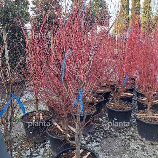 150 tot 175 cm hoog, pot 50 liter