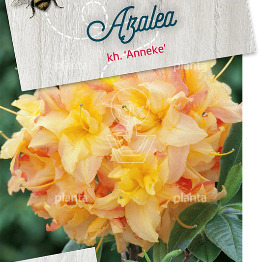 24 planten voor ongeveer 3 m2