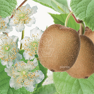 Actinidia chinensis 'Huwelijk'