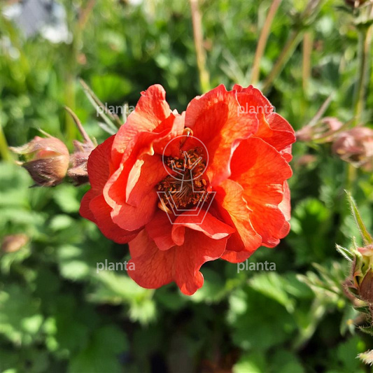Geum 'Tempest Scarlet' 
