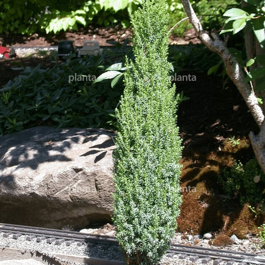 Juniperus communis 'Compressa'