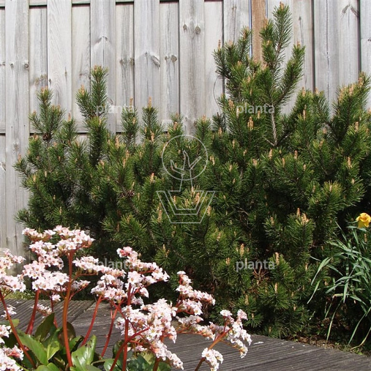 25 tot 30 cm hoog, pot 3 liter