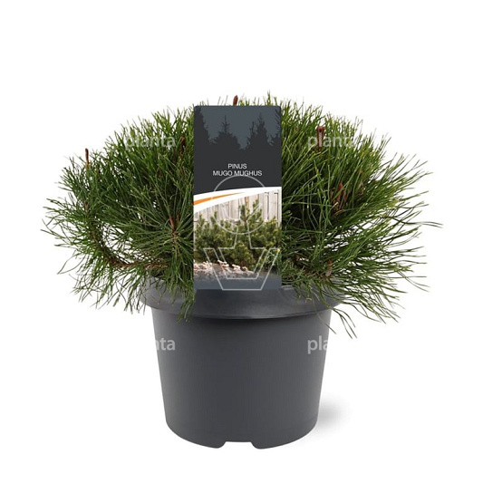 25 tot 30 cm hoog, pot 3 liter