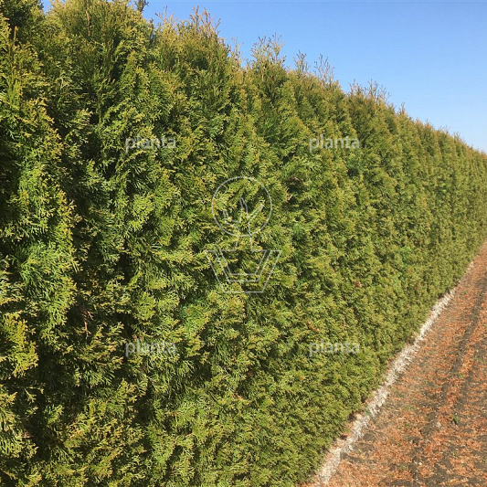 Thuja occidentalis 'Smaragd' Thuja occidentalis 'Smaragd' 200-250, DR, SOL