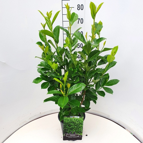 60 tot 80 cm hoog, pot 5 liter