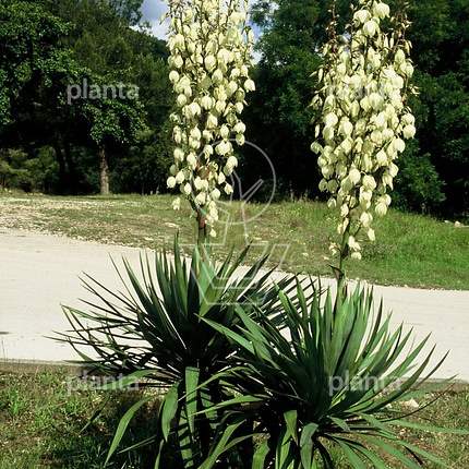 Yucca gloriosa