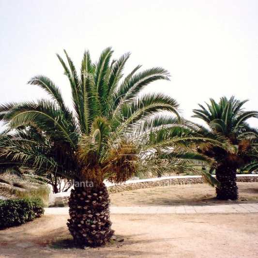 Phoenix canariensis