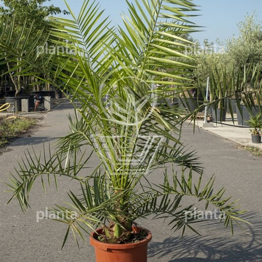 Phoenix canariensis