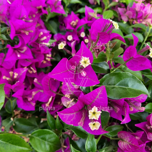 Polygala myrtifolia