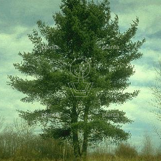 Pinus strobus