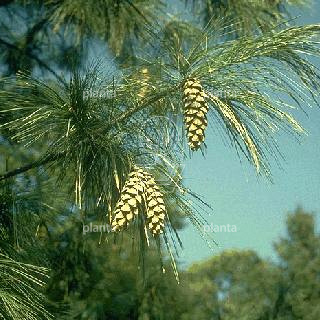 Pinus strobus