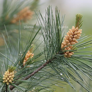 Pinus strobus