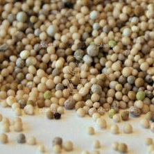 Sempergreen emmer 20 kg