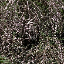 Buddleja alternifolia