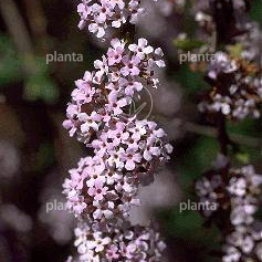 Buddleja alternifolia