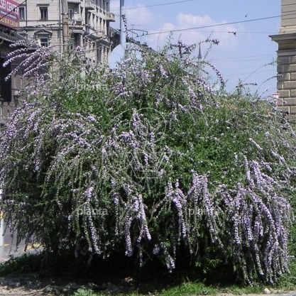 Buddleja alternifolia