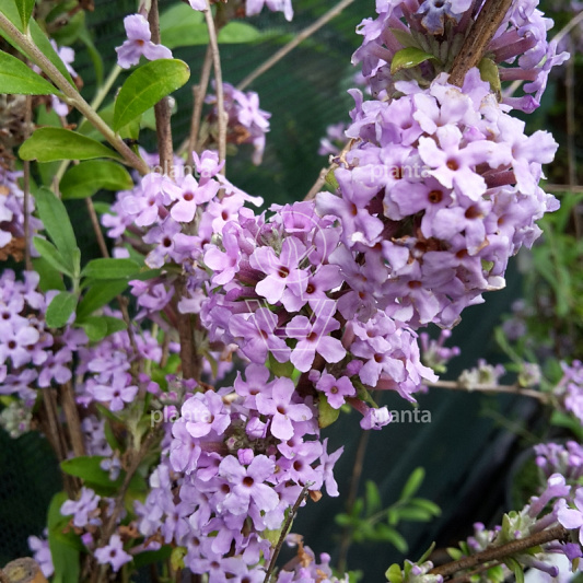 Buddleja alternifolia