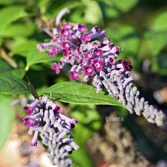 Buddleja lindleyana