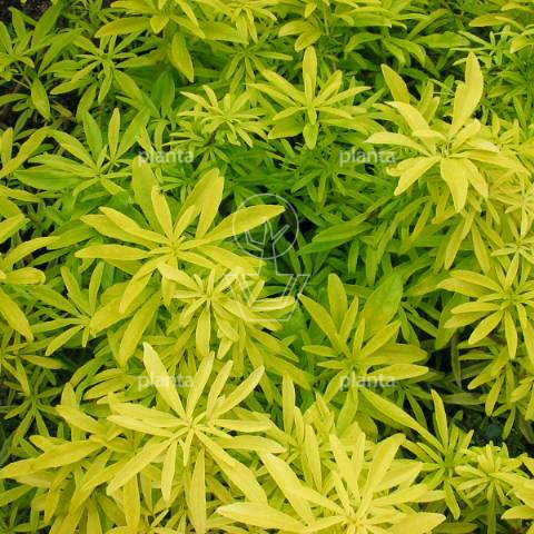 Choisya 'Goldfingers'
