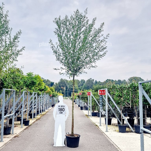 hoogstamboom geknot, stamomtrek 16-18 cm, in pot