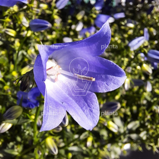 Campanula 'Spring Bell Blue'