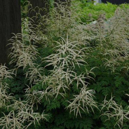 Aruncus horatio